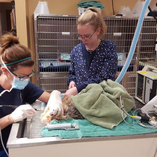 Pet Dental