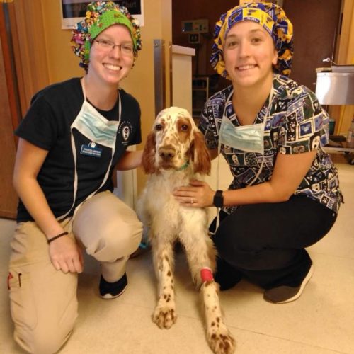 Pet Surgery
