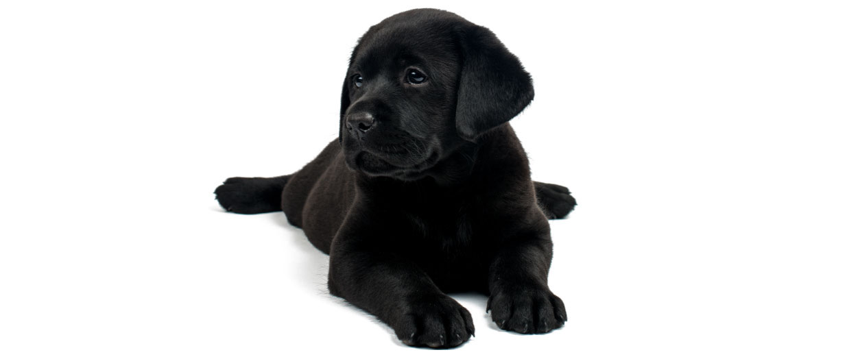 Black Lab